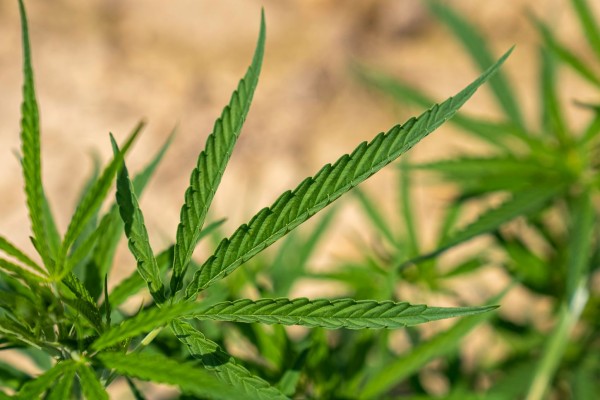 Cannabis Category For Submit Guest Post